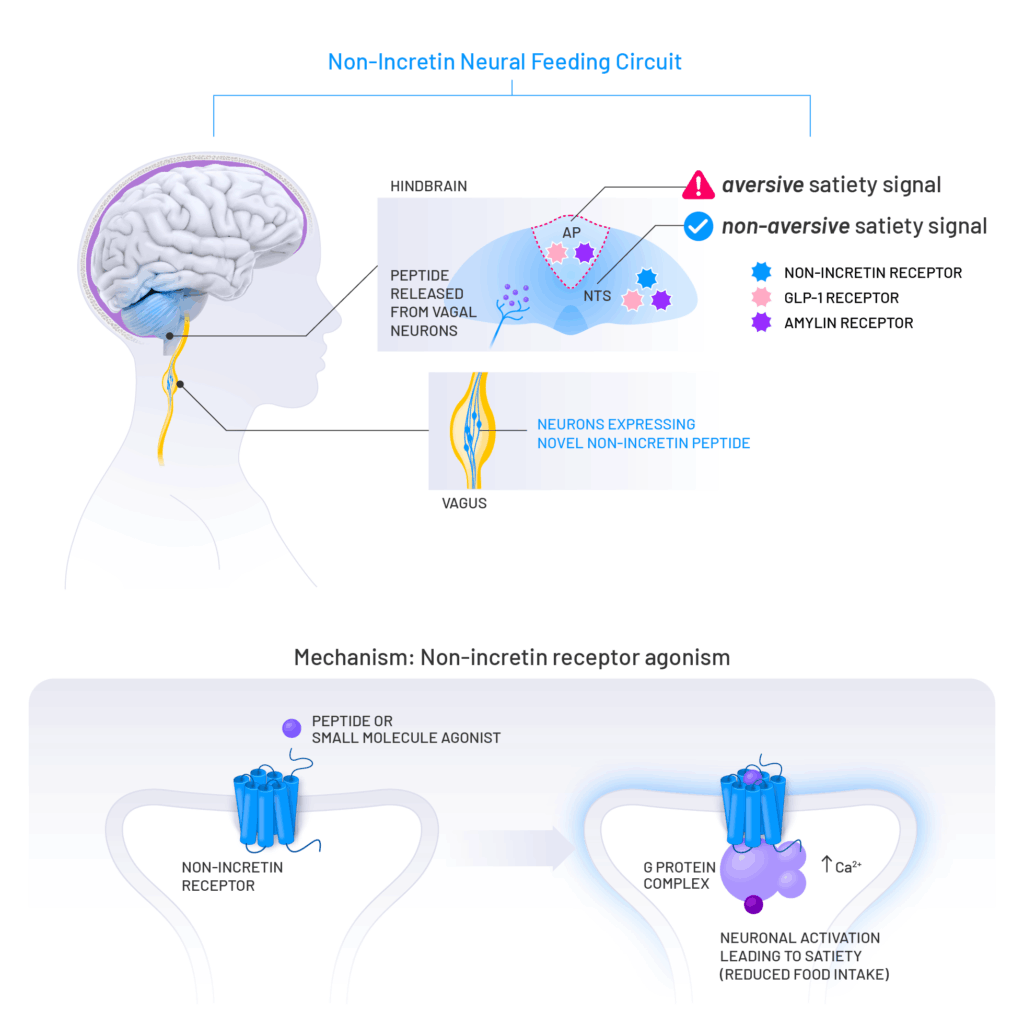 Image depicting a novel non-incretin-based mechanism of action in a neural feeding circuit
