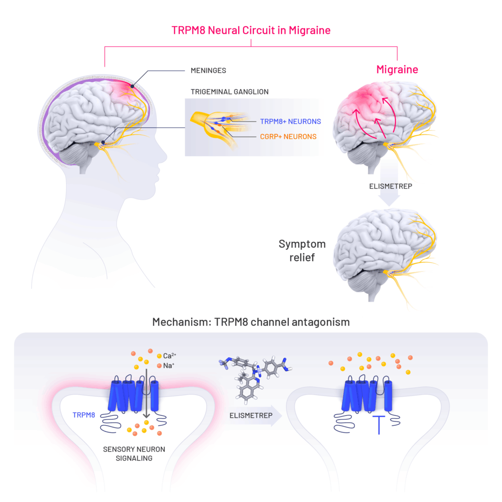 Image depicting the mechanism of action of elismetrep in a migraine neural circuit